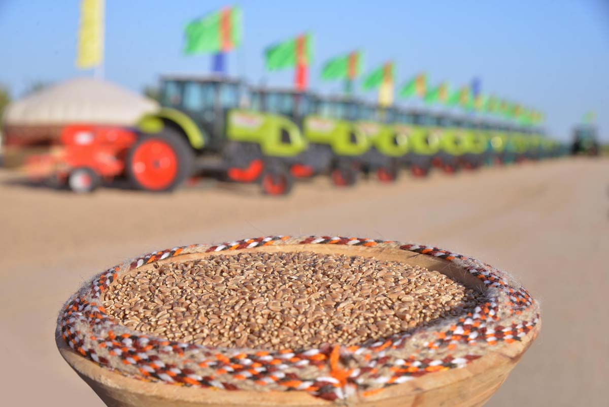 Winter wheat sowing has begun in Turkmenistan